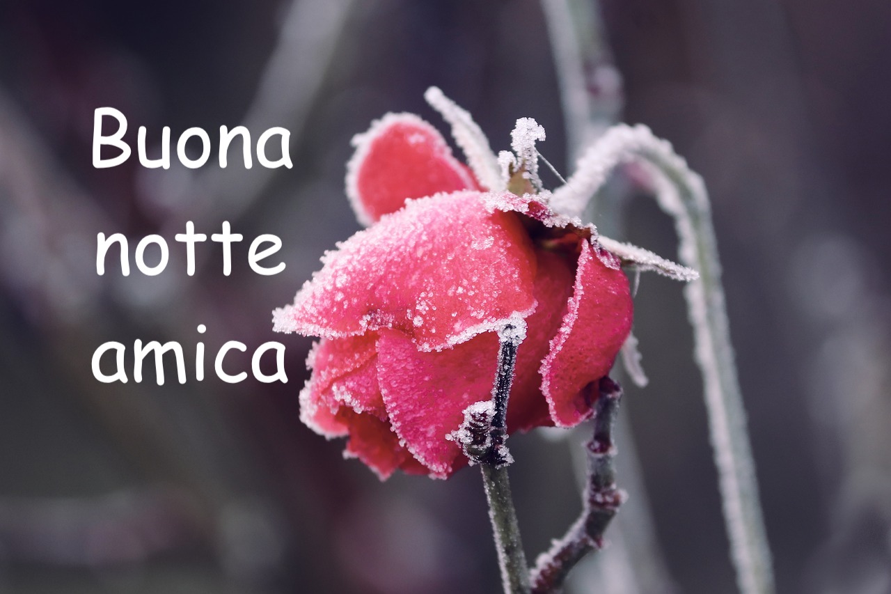 buonanotte amica con foto di una rosa gelata in inverno 